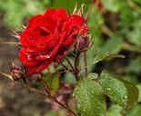 red-rose-raindrop-flower-valentine-402754.jpg