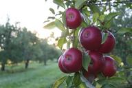 apples-orchard-sunlight-fruit-food-1699640.jpg