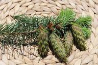 cones-summer-cone-forest-needles-1504862.jpg