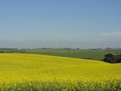 fields-canola-flower-nature-1251083.jpg