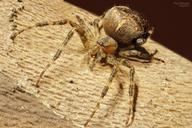 spin-arthropods-spiders-close-up-189904.jpg