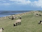 flock-of-sheep-dike-east-frisia-441950.jpg