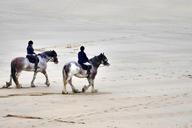 beach-horses-horse-riding-1599462.jpg