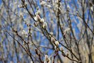 willow-tree-spring-nature-branch-609198.jpg