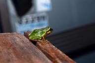 frog-tree-frogs-amphibians-406532.jpg