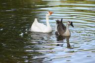 geese-water-swimming-365653.jpg