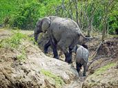 elephant-uganda-upward-climb-1535879.jpg