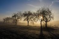 fruit-trees-morning-dew-november-625226.jpg