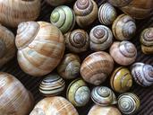 snail-shell-nature-snail-shells-1672235.jpg