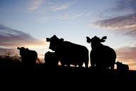 cattle-grazing-silhouettes-farm-640274.jpg