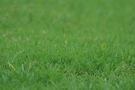 lawns-greenery-grasses-leaves-316080.jpg