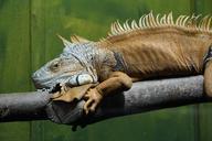 iguana-green-lizard-kaltblut-332555.jpg