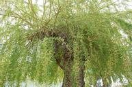 willow-tree-green-nature-103825.jpg