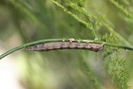 caterpillar-insect-animal-green-464053.jpg