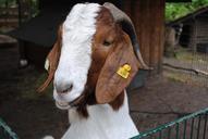 goat-animal-zoo-farm-creature-1012559.jpg