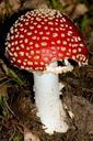 mushroom-red-fly-agaric-mushroom-657998.jpg