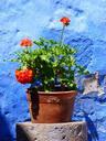 flowerpot-plant-geranium-decoration-43270.jpg