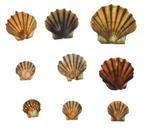 shell-clams-sea-wave-summer-marin-860975.jpg