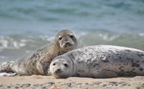 seals-resting-sand-ocean-wildlife-931620.jpg