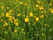 buttercup-pointed-flower-flowers-1260803.jpg