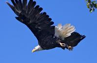 bald-eagle-soaring-bird-raptor-1379813.jpg