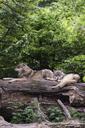 wolves-wolf-european-wolf-1384035.jpg