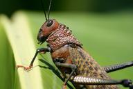 grasshopper-insect-costa-rica-362361.jpg