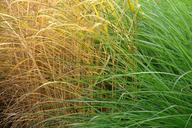 grass-leaves-green-yellow-plant-538932.jpg