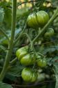 tomatoes-vegetable-healthy-food-535535.jpg