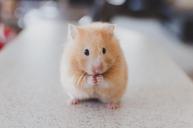 hamster-pet-animal-small-cute-fur-690108.jpg