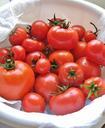 tomatoes-food-harvest-red-garden-71624.jpg