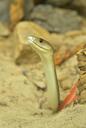 black-mamba-dendroaspis-polylepis-1571932.jpg