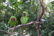 parrots-macaw-green-210530.jpg