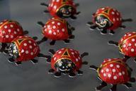 beetle-ladybug-lucky-ladybug-641160.jpg