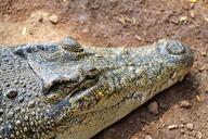 alligator-reptile-dangerous-animal-250676.jpg