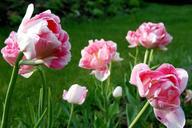 tulip-flower-pink-blossom-702766.jpg