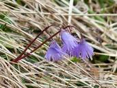 alpine-soldanella-blossom-bloom-117425.jpg