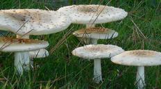 mushroom-fungi-nature-food-fungus-661249.jpg