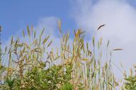 agriculture-crop-wheat-field-1107451.jpg