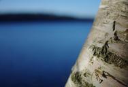 bokeh-birch-tree-646835.jpg