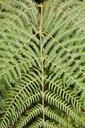 fern-forest-jungle-bush-plant-1028651.jpg