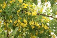 nature-yellow-acacia-spring-tree-748632.jpg