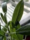 herb-sage-sheet-health-shadow-913109.jpg