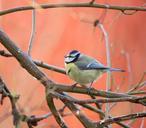 blue-tit-bird-wings-springs-581894.jpg