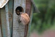 wren-birdhouse-wildlife-perched-772545.jpg