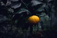 citrus-bush-plant-garden-fruit-1286545.jpg