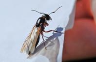 ant-insect-flying-antenna-bug-22889.jpg