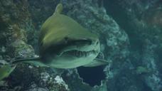 shark-teeth-underwater-sea-426566.jpg