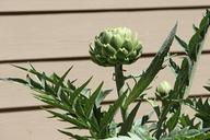 artichoke-vegetable-plant-spikey-169128.jpg