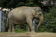 elephant-indian-elephant-animal-424458.jpg